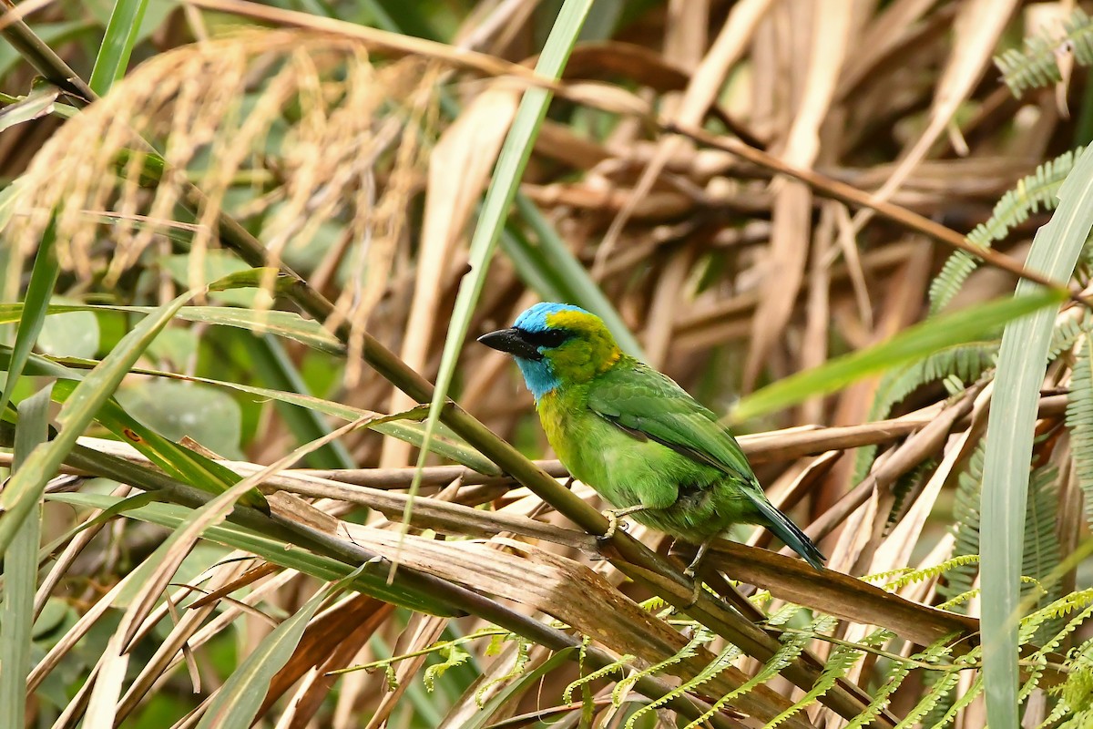 Golden-naped Barbet - ML643916604