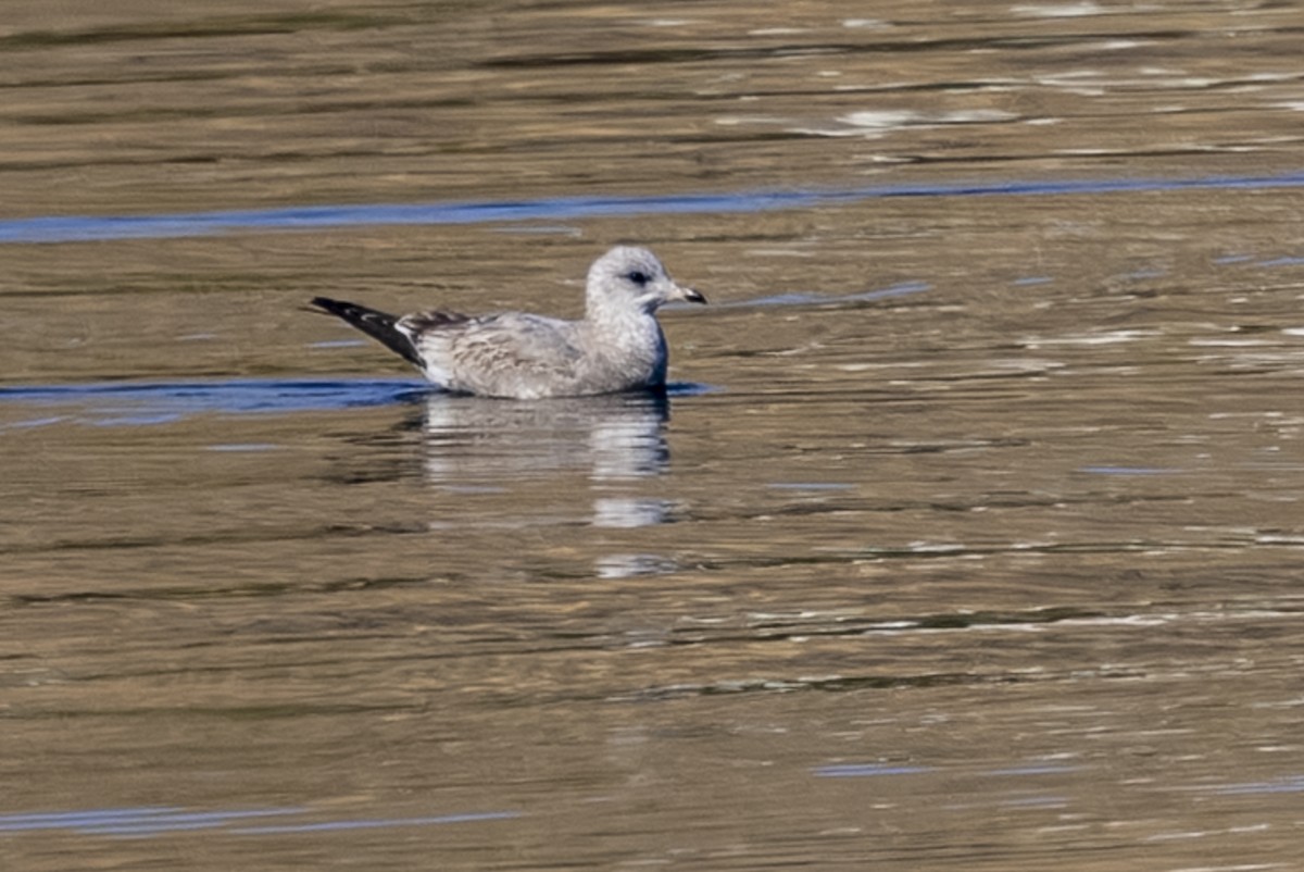 Short-billed Gull - ML643916607