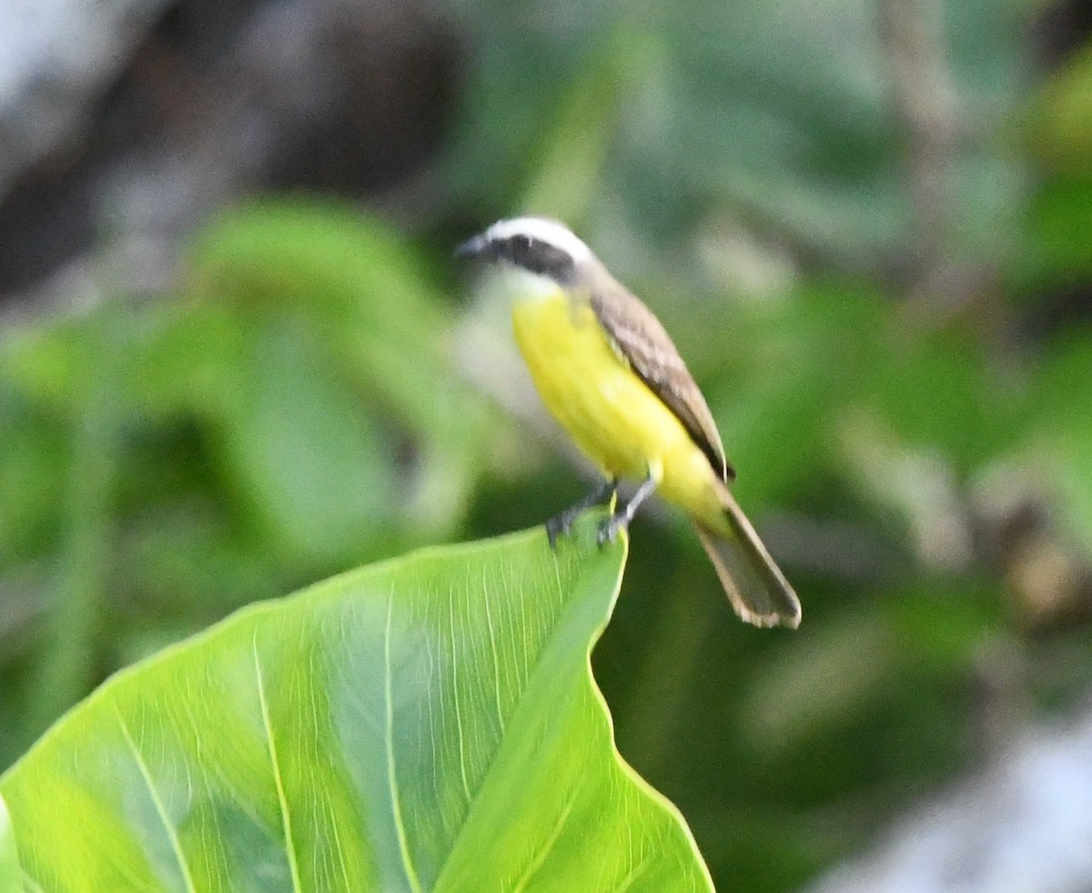Sosyal Tiran [similis grubu] - ML643916624