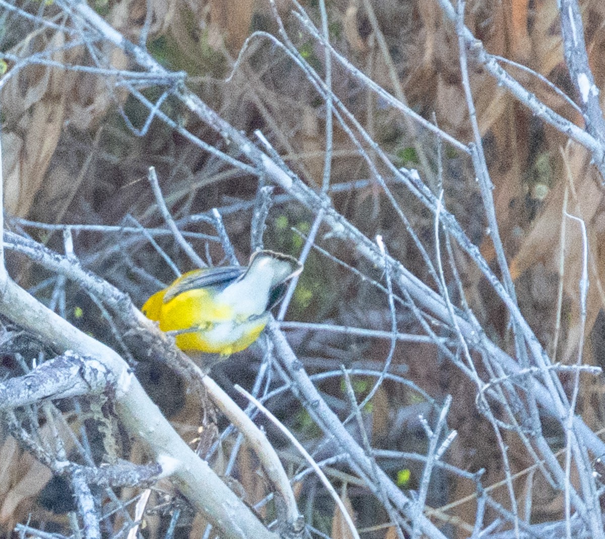 Prothonotary Warbler - ML643916625