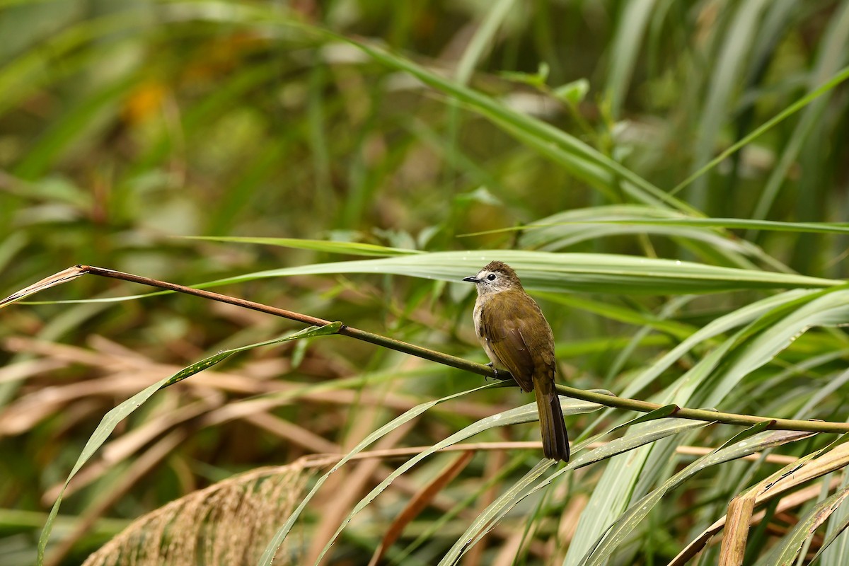 Pale-faced Bulbul - ML643916632