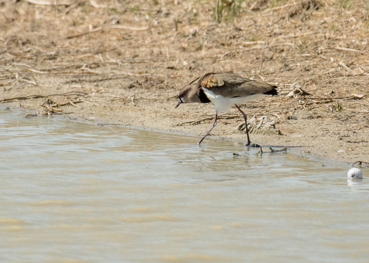 Southern Lapwing - ML643916634