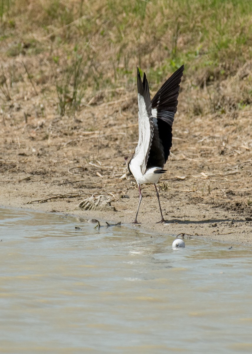 Southern Lapwing - ML643916635