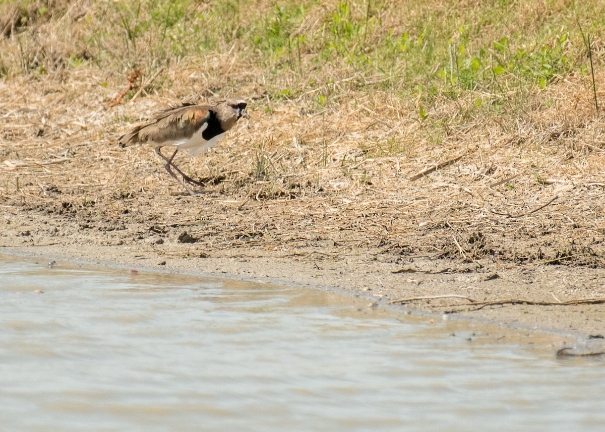 Southern Lapwing - ML643916638