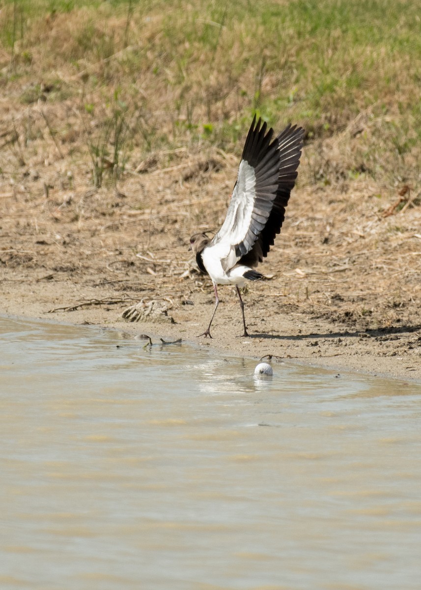 Southern Lapwing - ML643916639