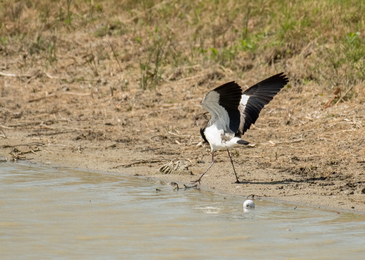 Southern Lapwing - ML643916640