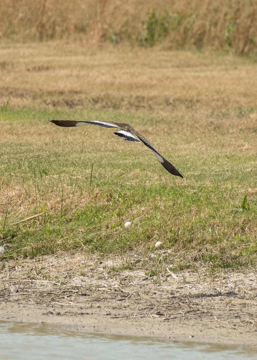 Southern Lapwing - ML643916641