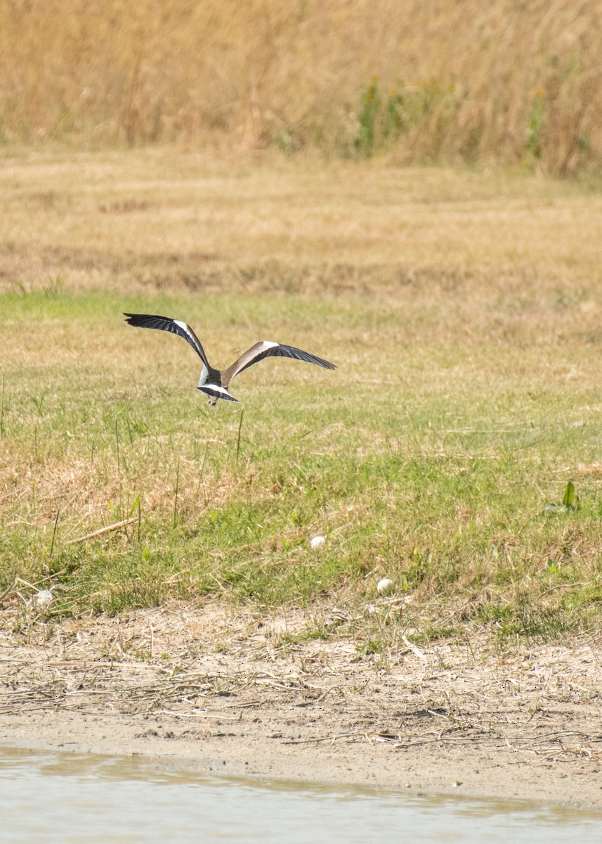 Southern Lapwing - ML643916642