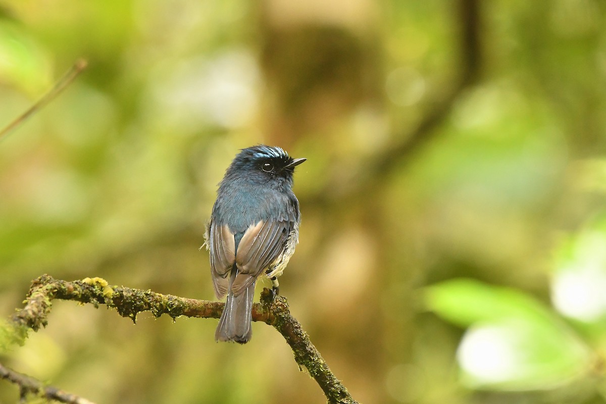 Indigo Flycatcher - ML643916643