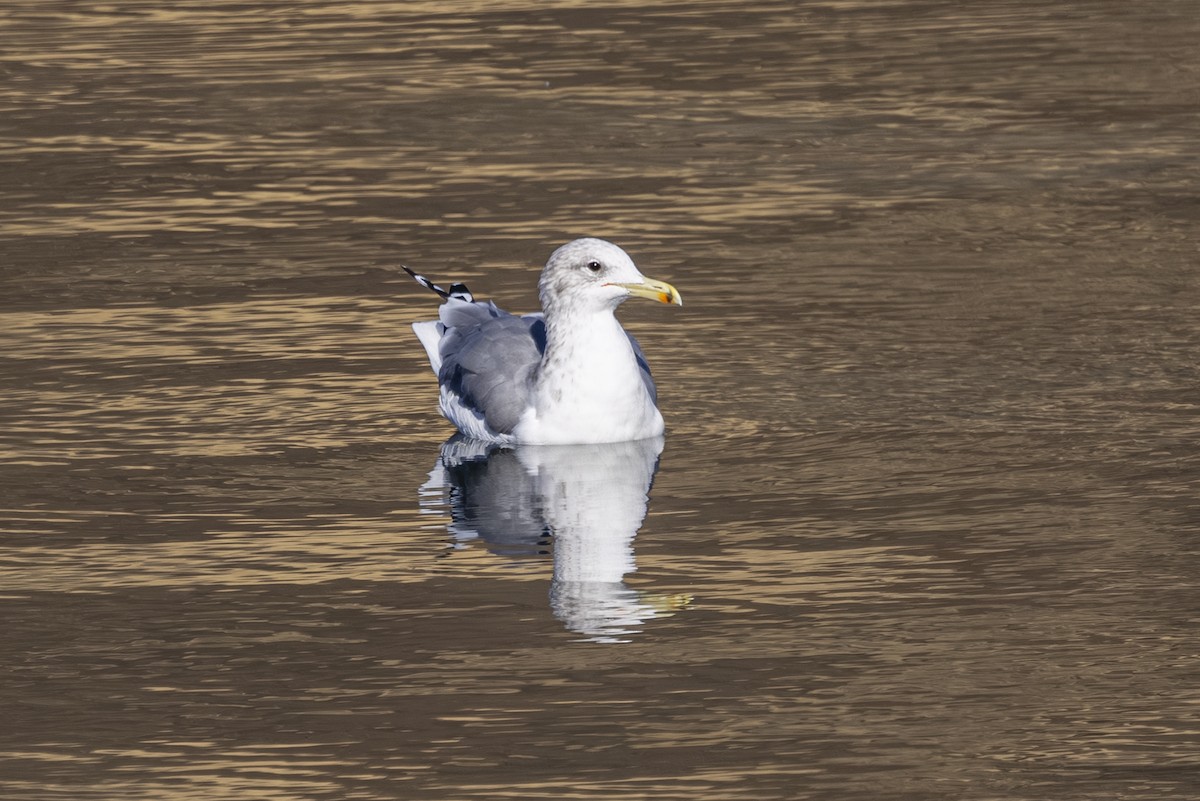 California Gull - ML643916656