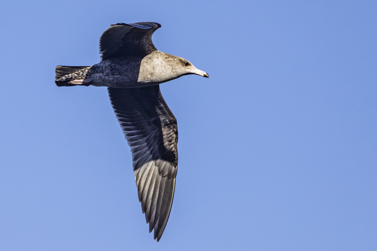 California Gull - ML643916661
