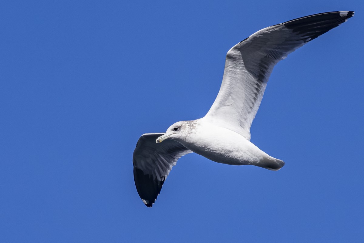 California Gull - ML643916663