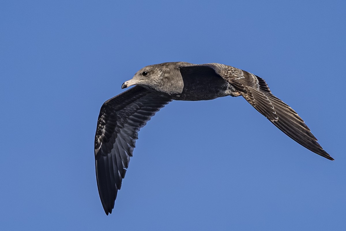 California Gull - ML643916664
