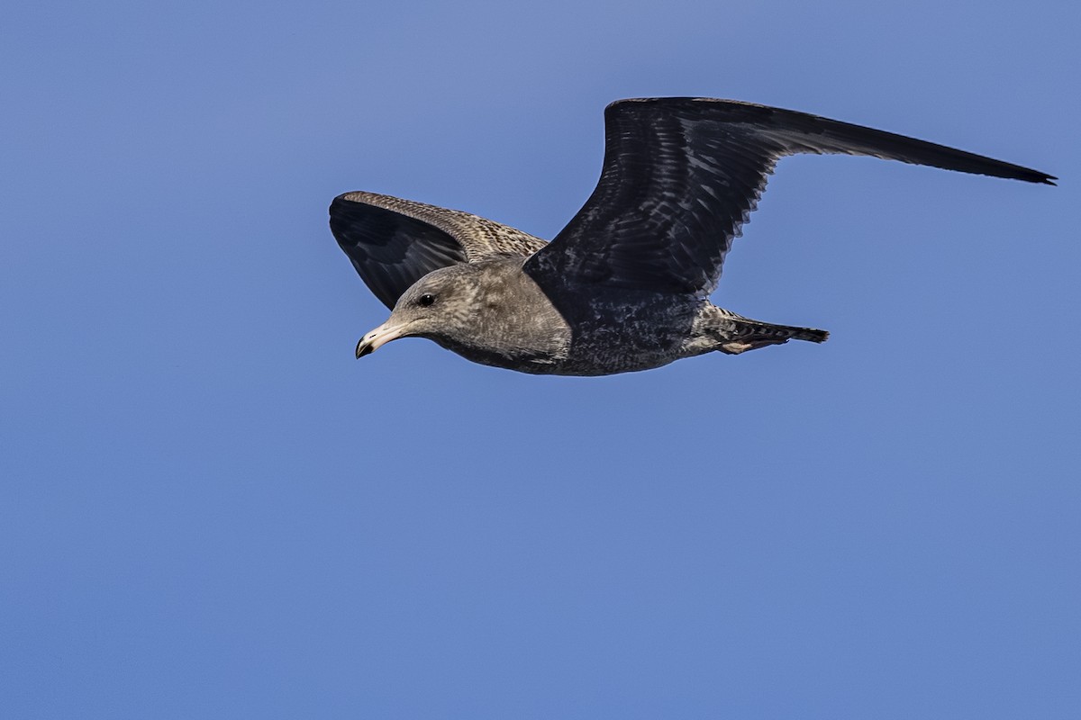California Gull - ML643916669