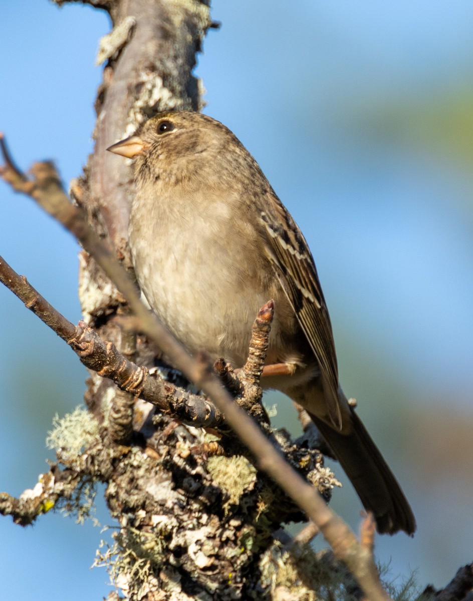 Golden-crowned Sparrow - ML643916690