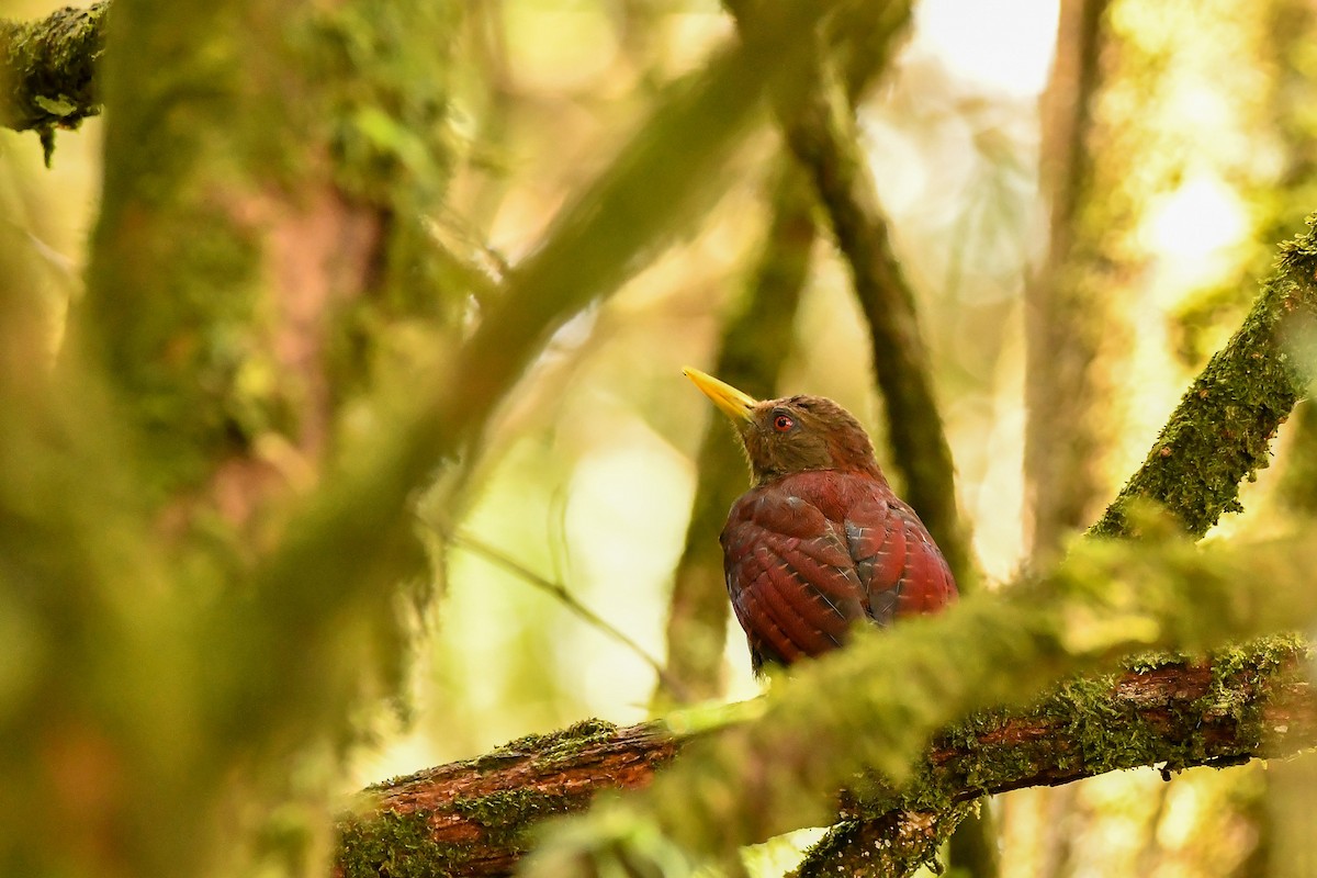 Maroon Woodpecker - ML643916702