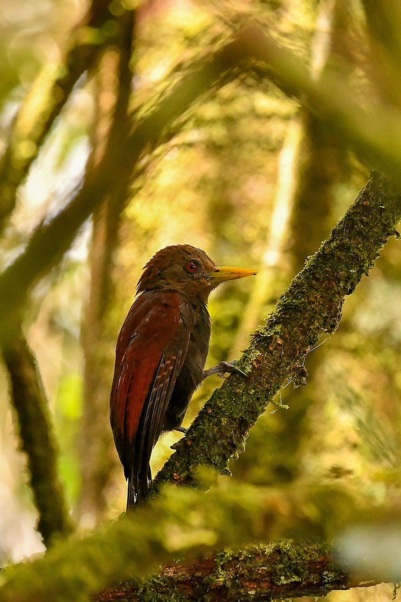 Maroon Woodpecker - ML643916703