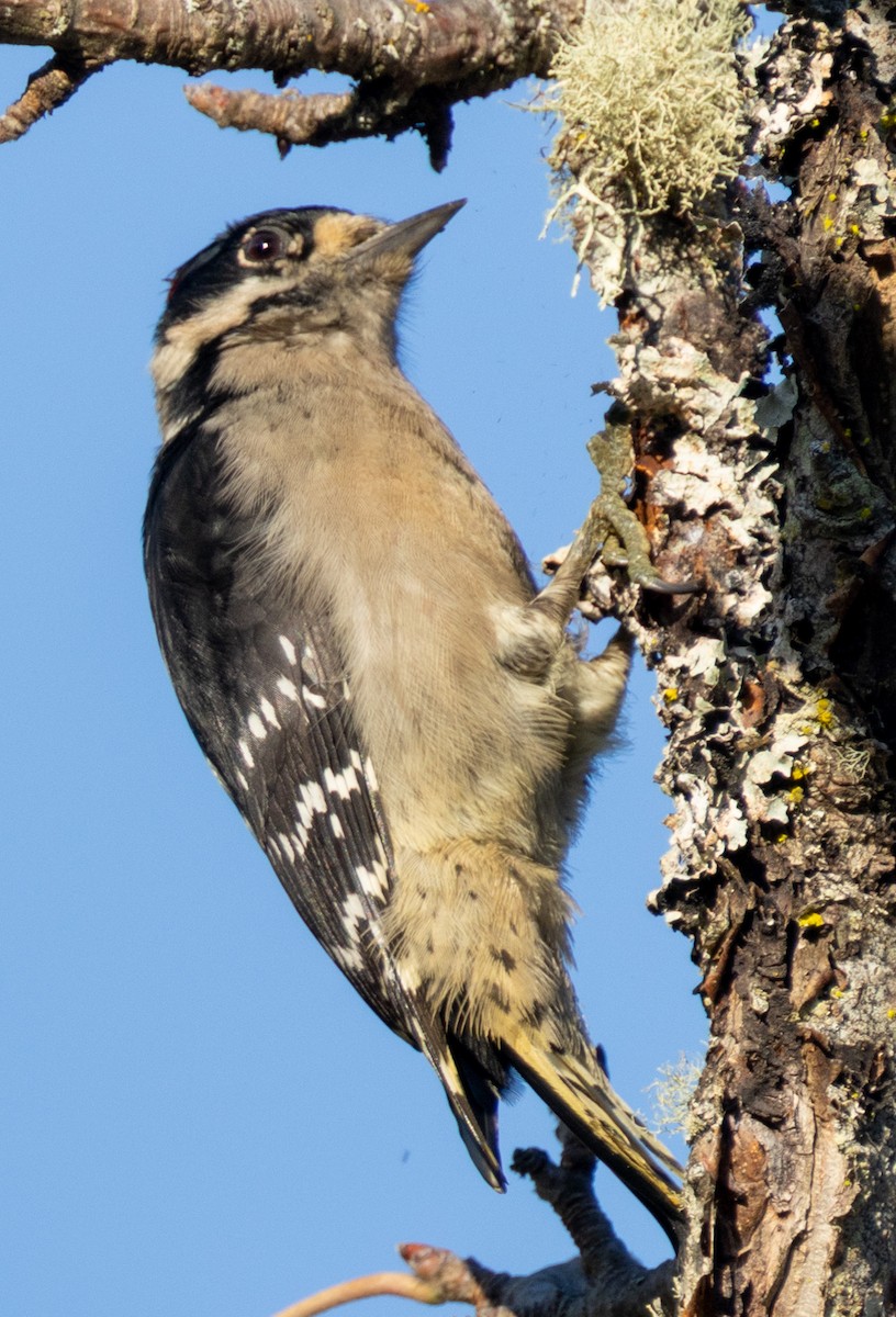Downy Woodpecker (Pacific) - ML643916714