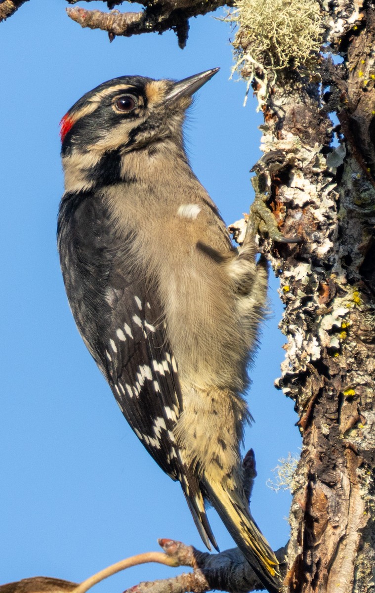 Downy Woodpecker - ML643916715