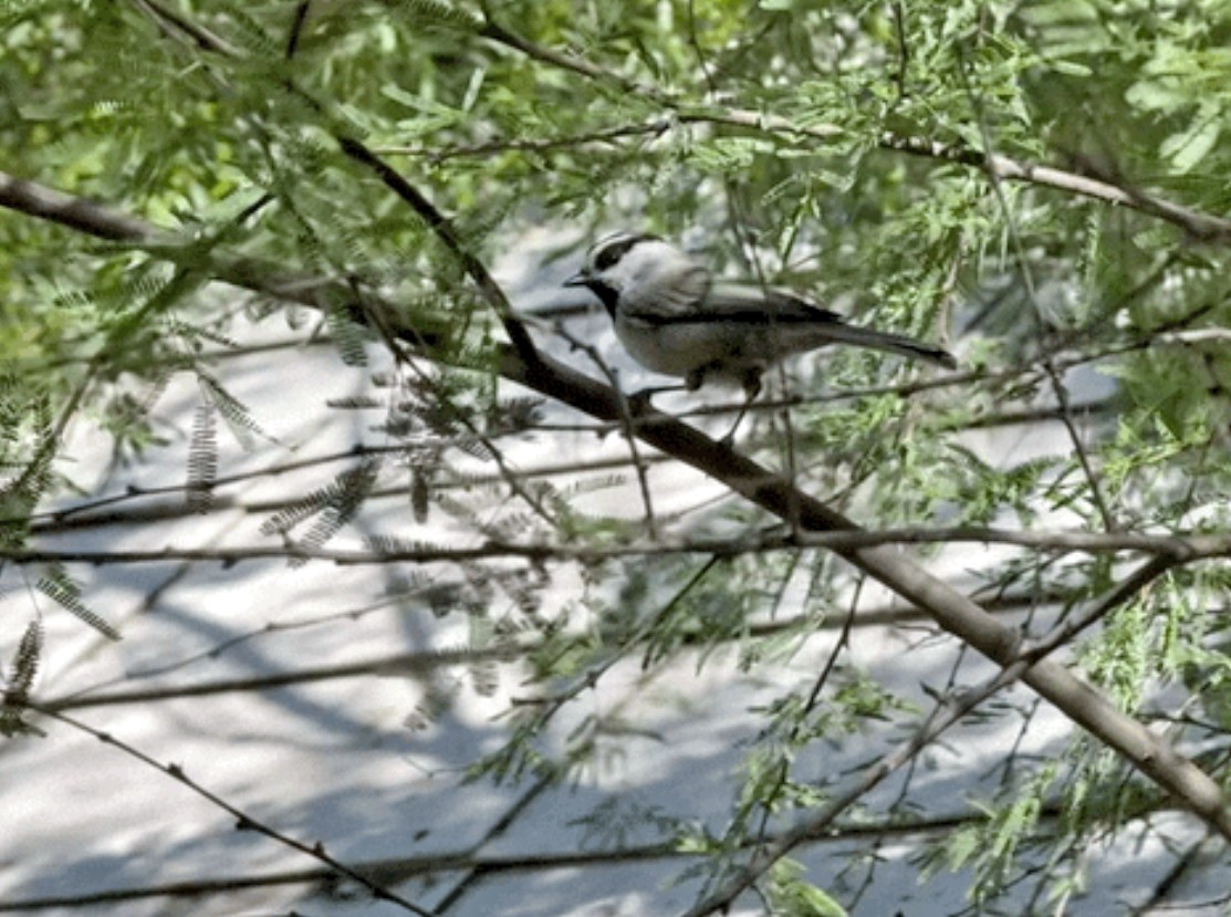 Mountain Chickadee - ML643916724