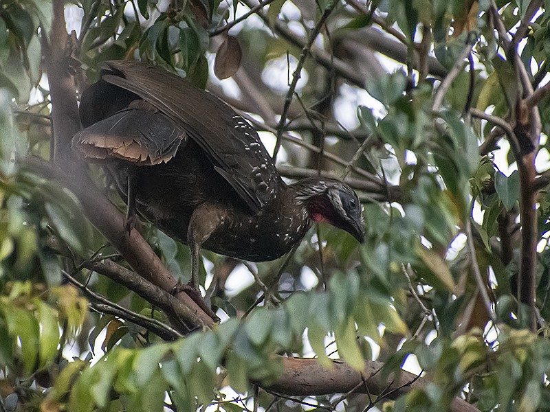 Band-tailed Guan - ML643916729