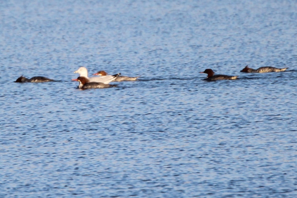 Хумхин бохио - ML643916740