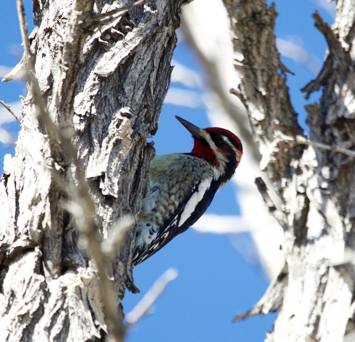 Red-naped Sapsucker - ML643916754