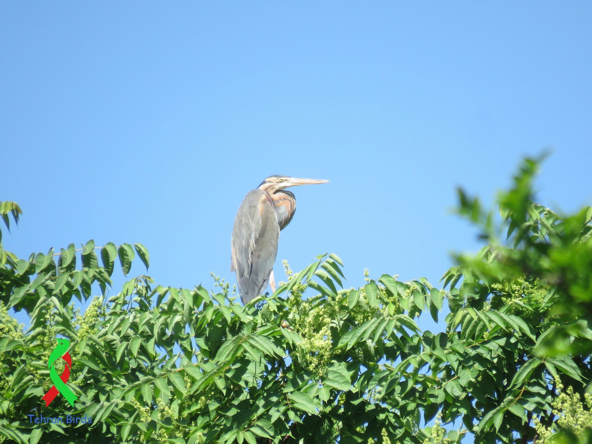 volavka červená - ML643916779