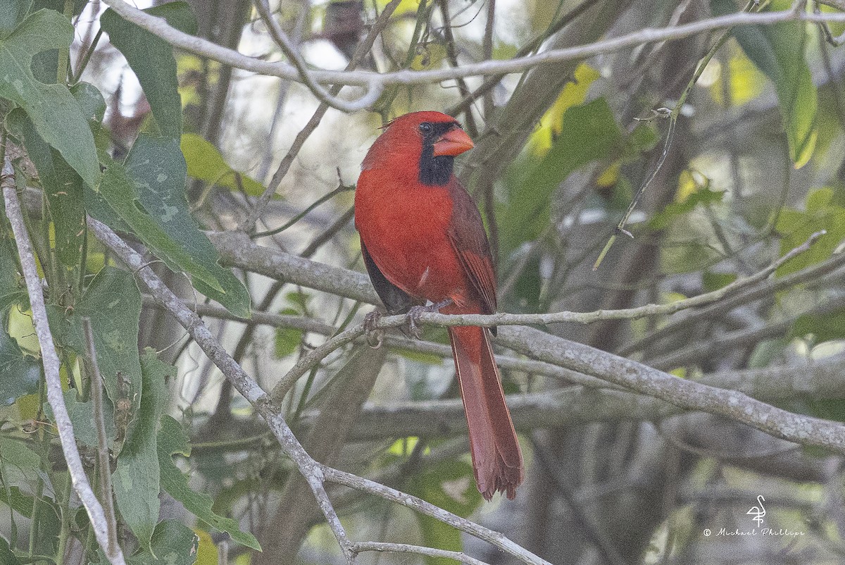 Northern Cardinal - ML643916806