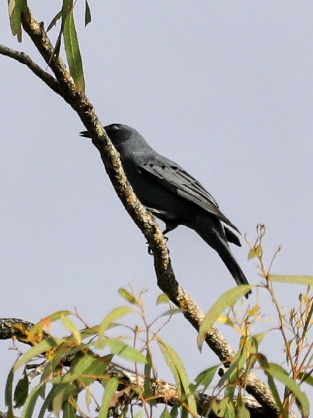 Échenilleur cigale - ML643916808