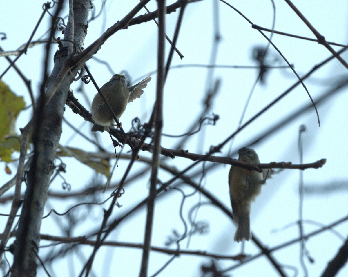 Golden-crowned Kinglet - ML643916818