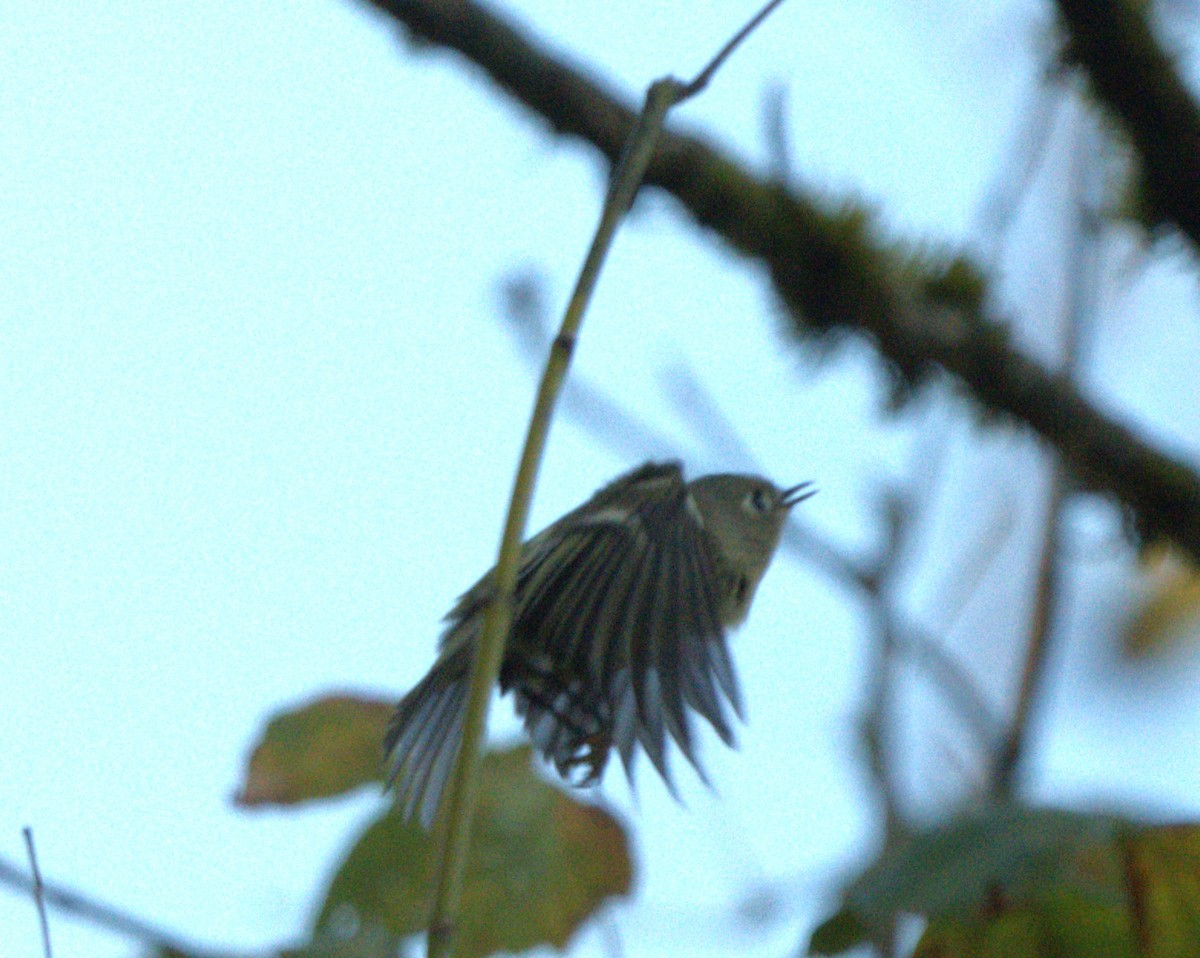 Ruby-crowned Kinglet - ML643916824