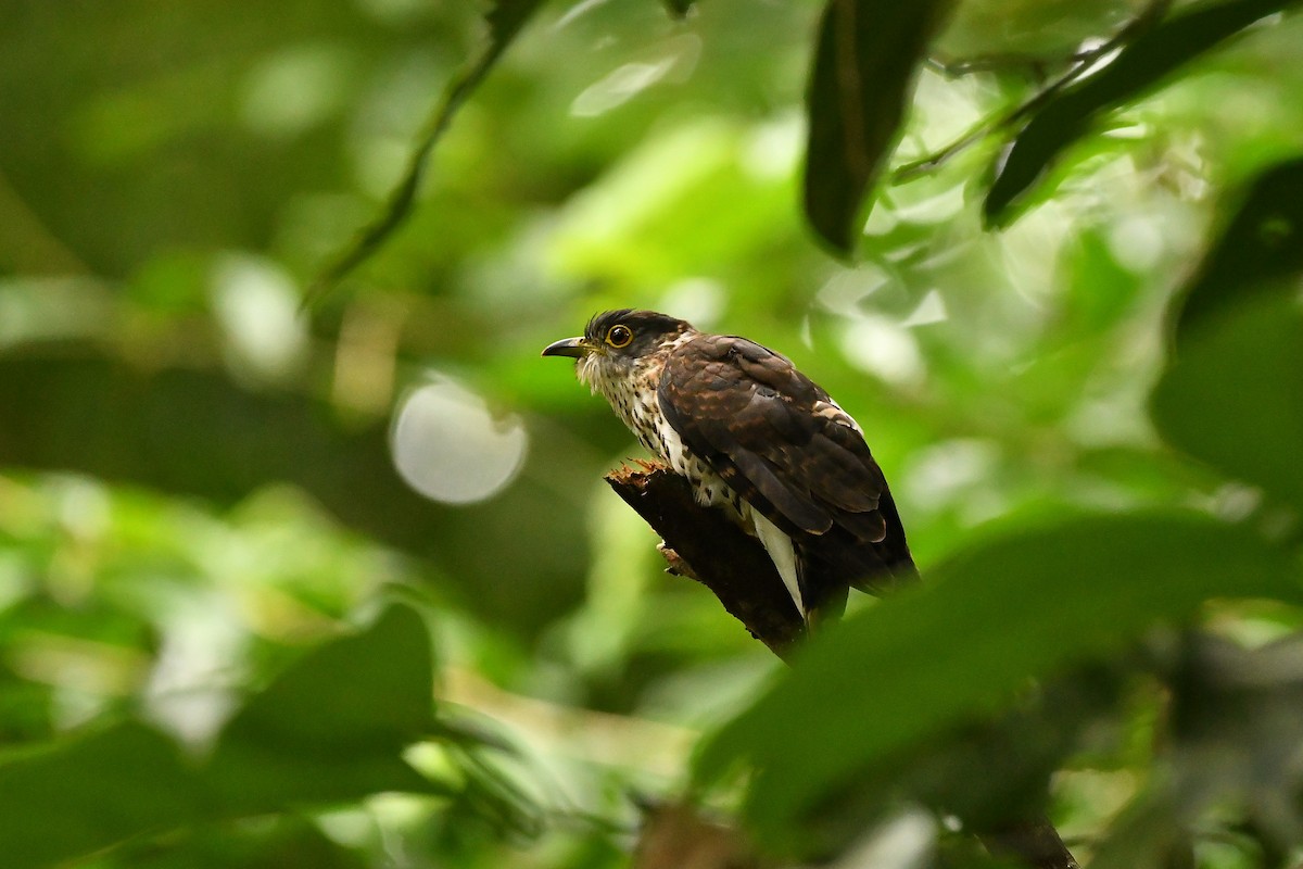 Malaysian Hawk-Cuckoo - ML643916829