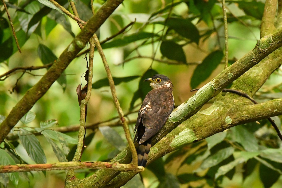 Malaysian Hawk-Cuckoo - ML643916830
