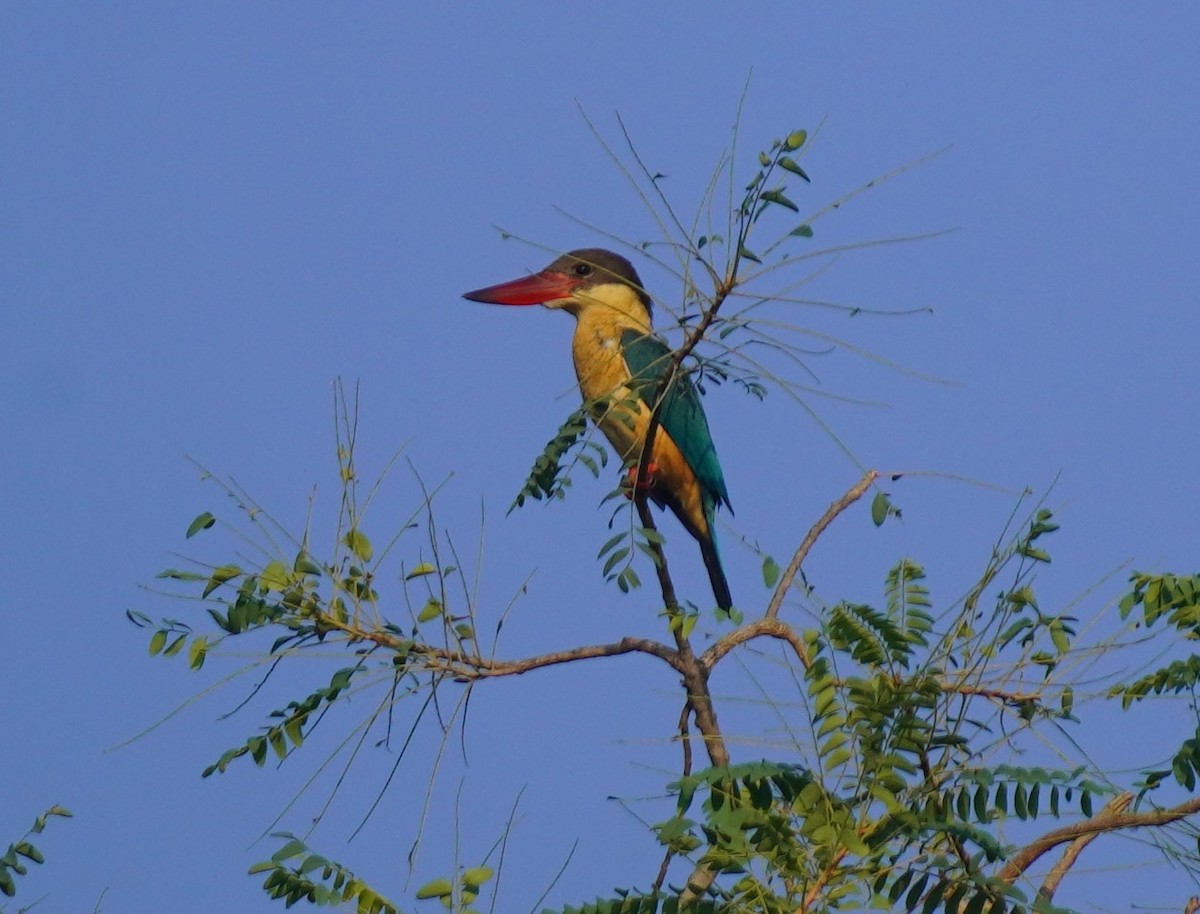 Stork-billed Kingfisher - ML643916832