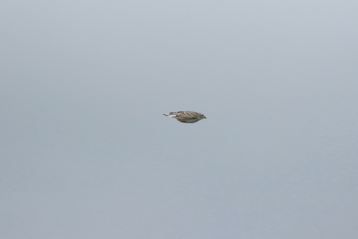 Thick-billed Longspur - ML643916833