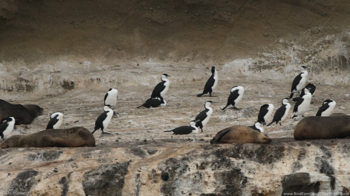 Black-faced Cormorant - ML643916834