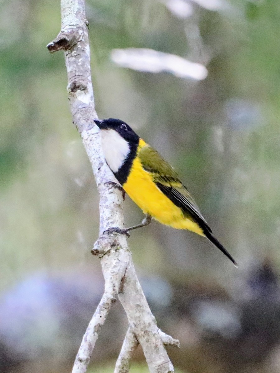 Golden Whistler (Eastern) - ML643916838