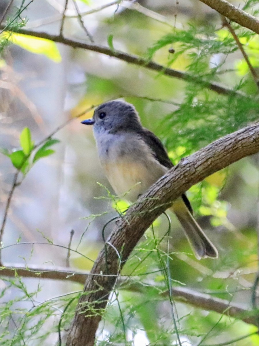 Golden Whistler (Eastern) - ML643916839