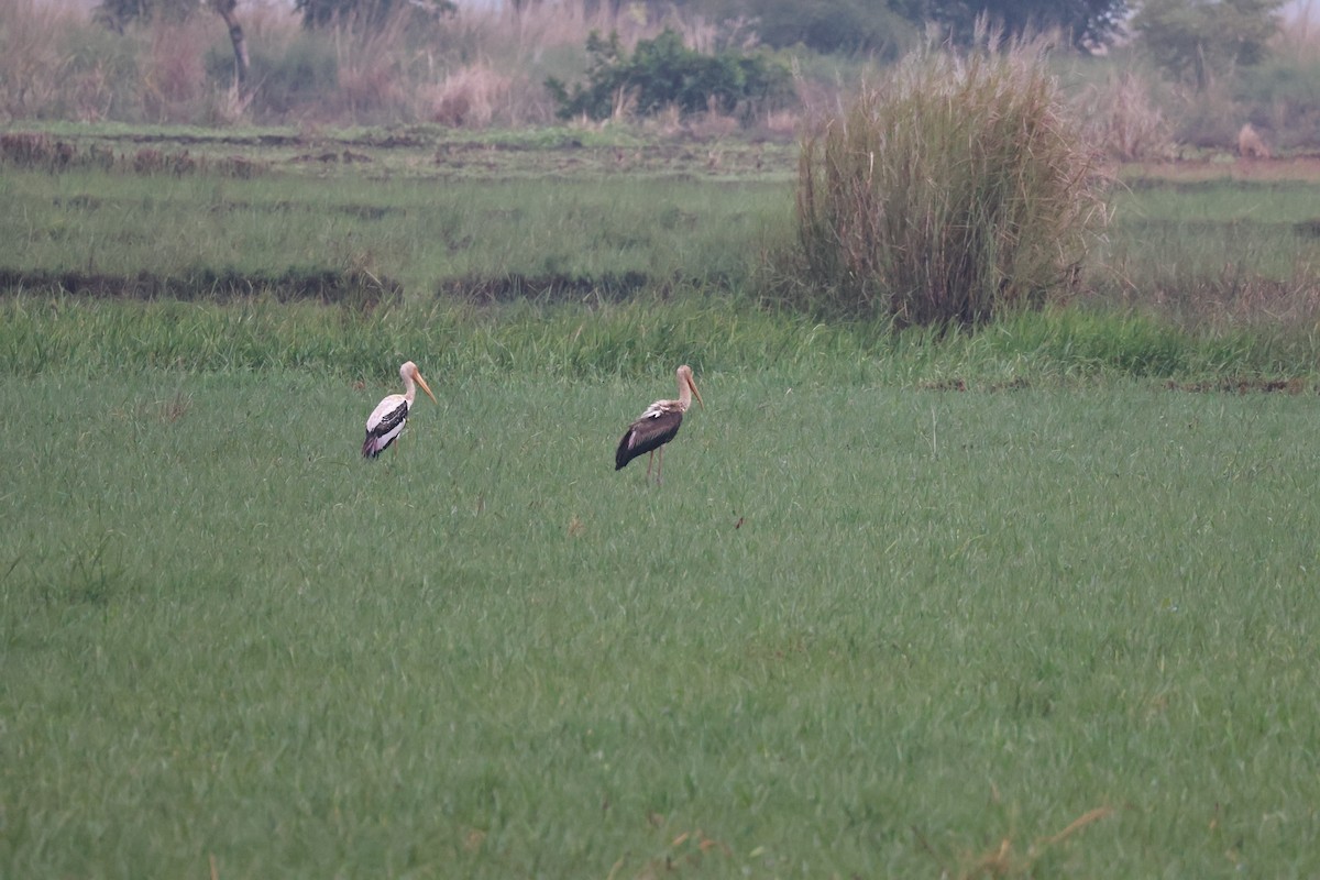 Painted Stork - ML643916842