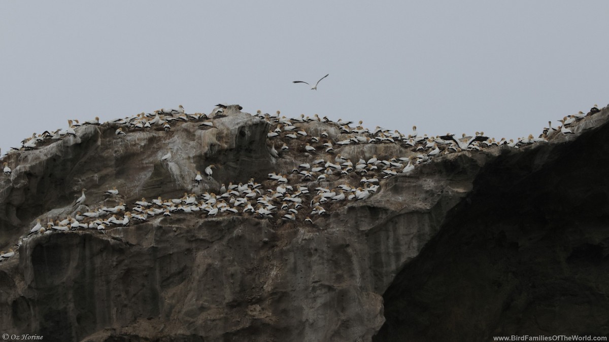 Australasian Gannet - ML643916843