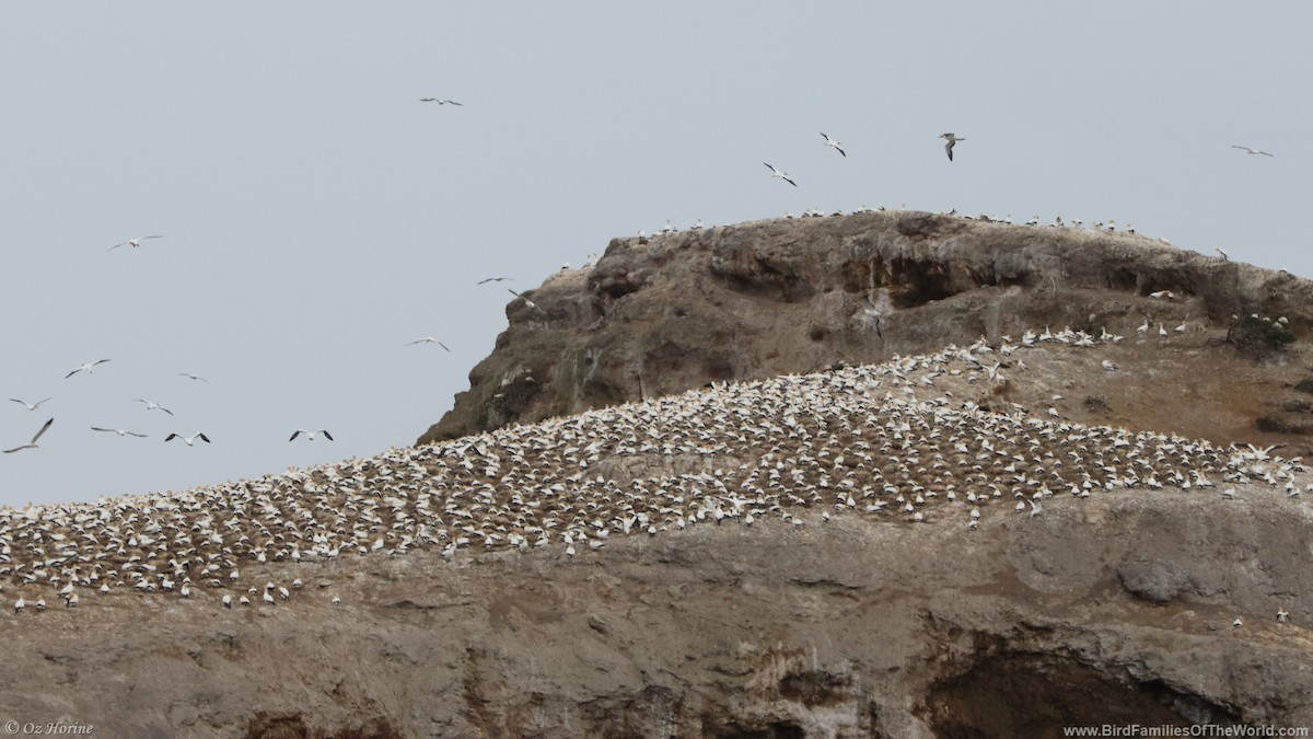 Australasian Gannet - ML643916844