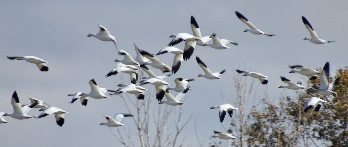 Snow Goose - ML643916858