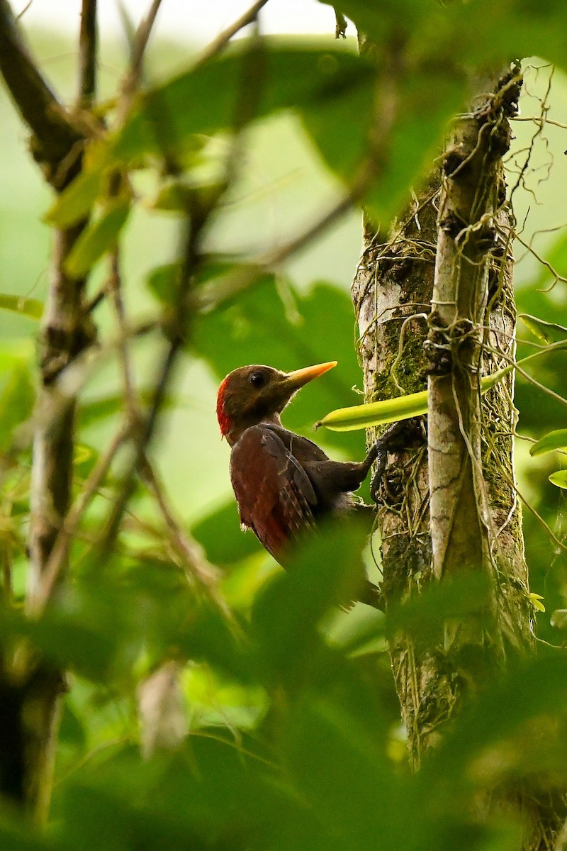 Maroon Woodpecker - ML643916864
