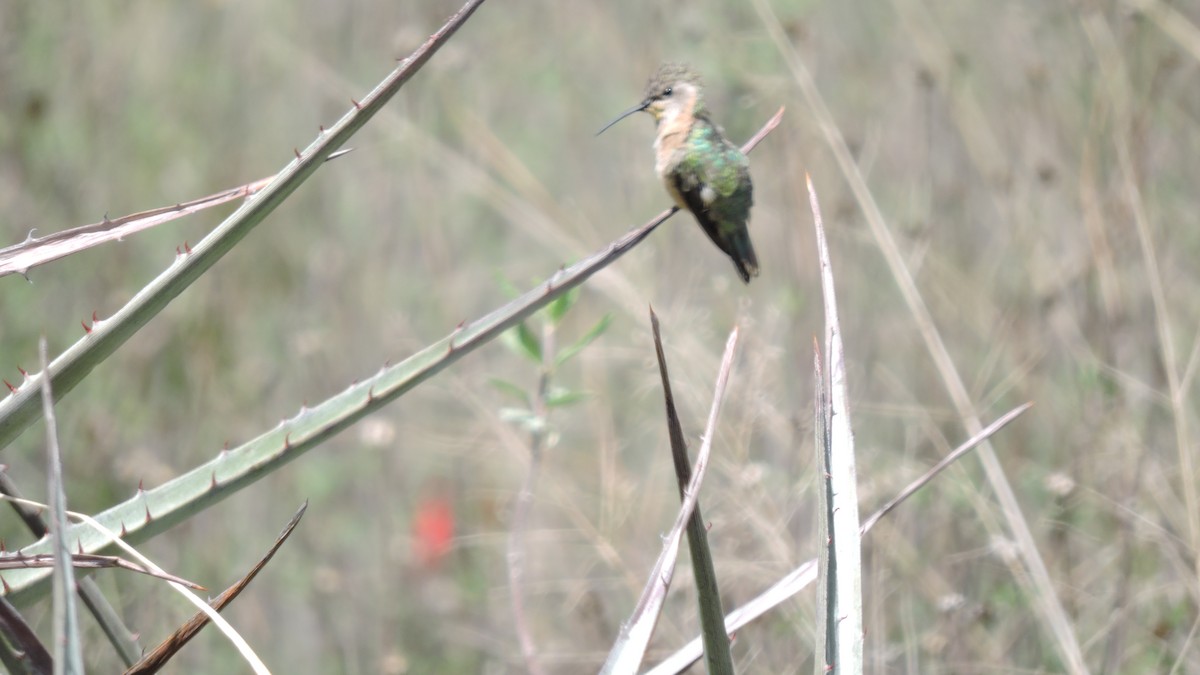 Colibri de Fanny - ML643916881