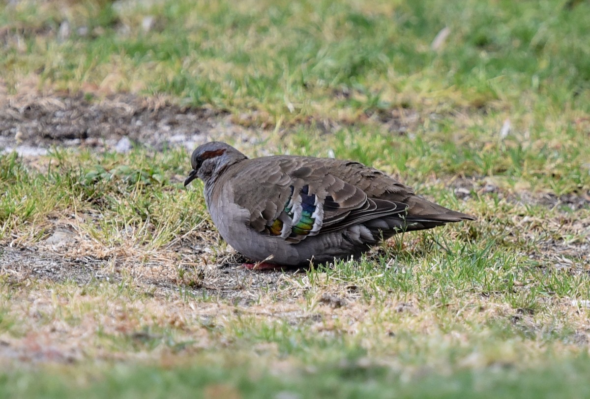 holub pestrokřídlý - ML643916891