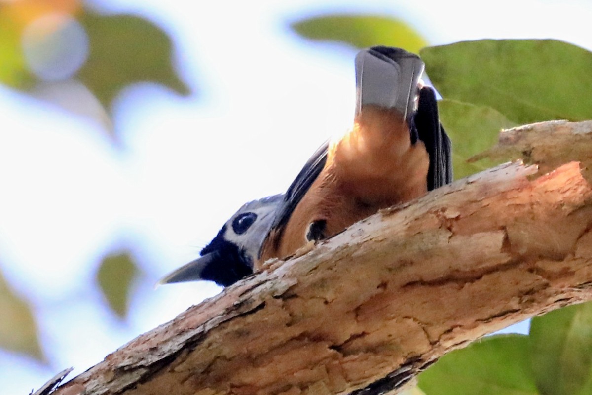 Black-faced Monarch - ML643916894