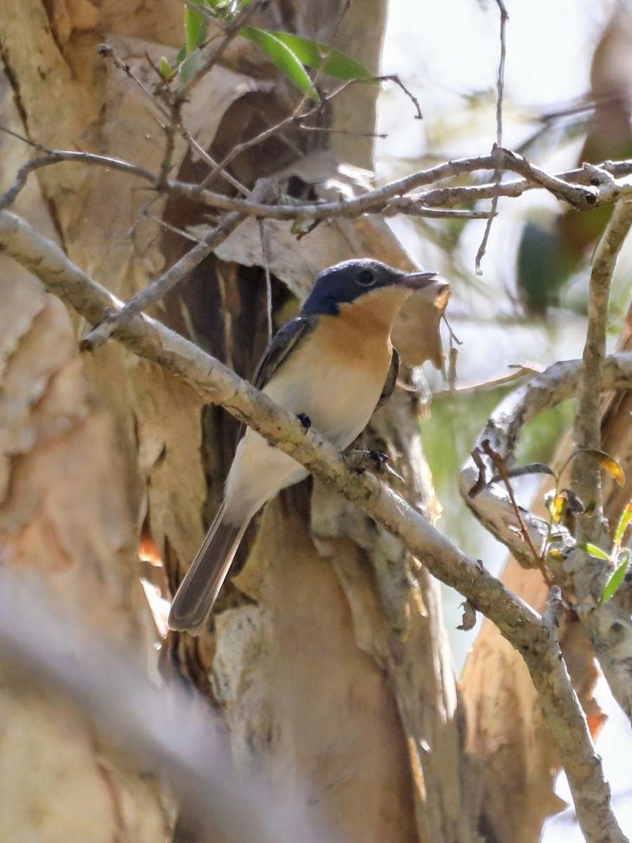 Leaden Flycatcher - ML643916902