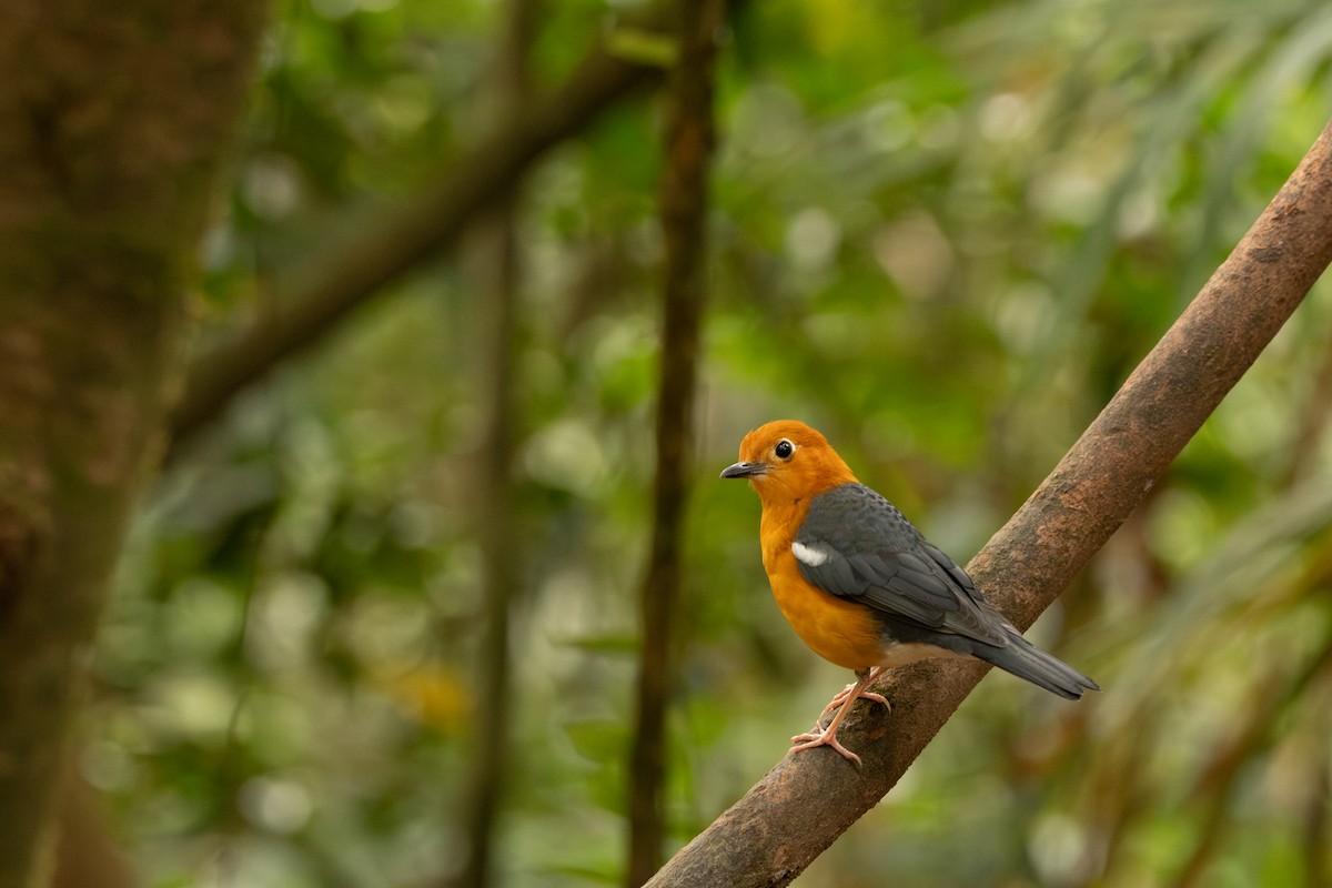 Orange-headed Thrush - ML643916948