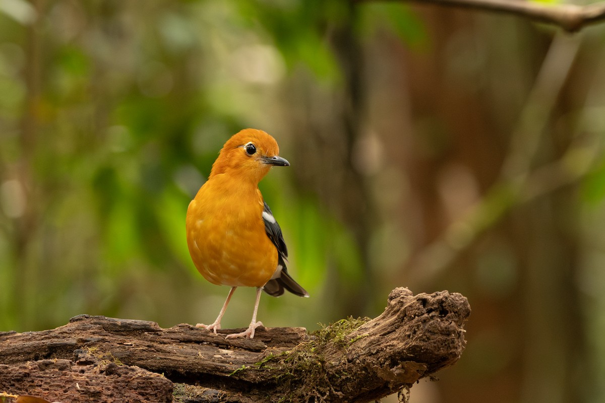 Orange-headed Thrush - ML643916949